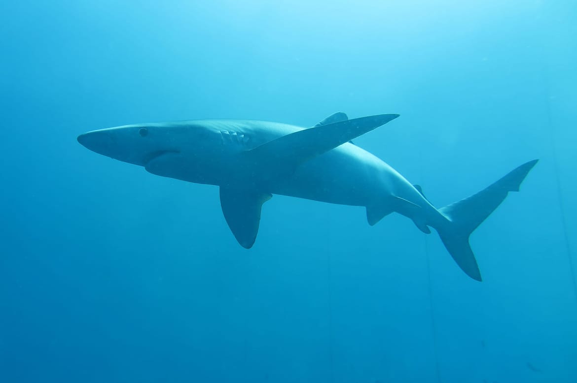 Prvi se put s naše strane Jadrana provodi označavanje morskih pasa i raža!