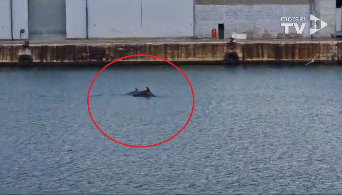 VIDEO Dupini u splitskoj sjevernoj luci: "Ako su oni tu, mora bit da je čisto more!"