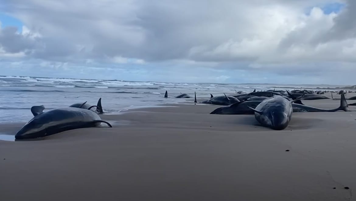 Oko 150 crnih dupina se nasukalo na plaže Australije, više od 60 ih je uginulo
