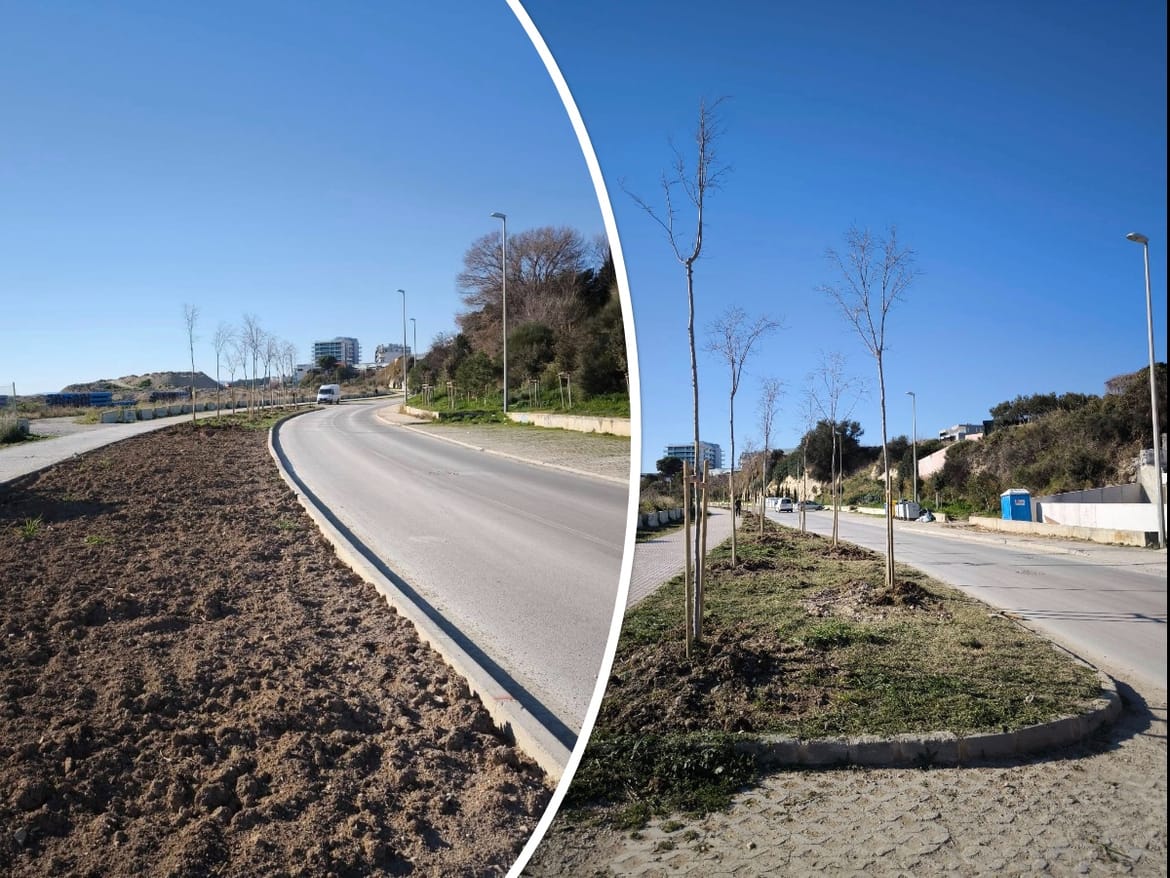 U Splitu preselili pola drvoreda u prvi red do mora!