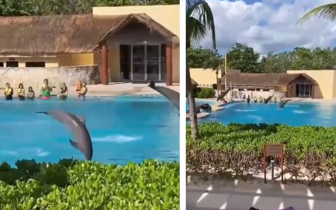 Dupin za vrijeme točke skočio, tresnuo o beton između dva bazena te preminuo: "Bazeni su im manji od onih za ljude!"