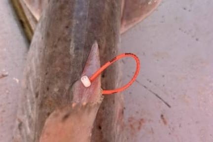 Traži se pomoć ribara: 'Ulovite li označenog morskog psa, napravite ovo!'