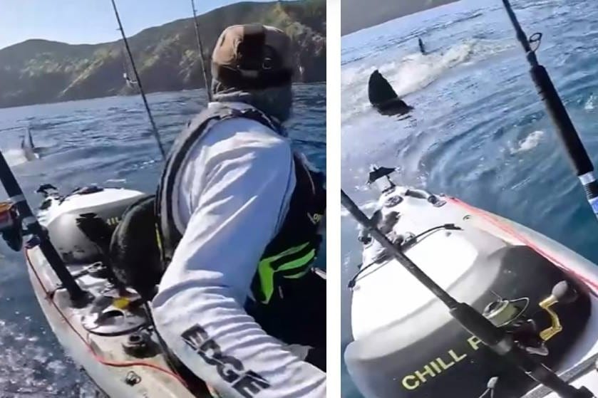 KAKVA STRAVA Kajakaš lovio ribu, a onda je shvatio da ga u stopu prati ogromna bijela psina!