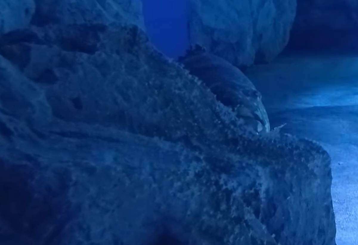 Ovako u pulskom Aquarijumu hrane golemu tropsku kirnju: "Ona je lovac iz zasjede!"