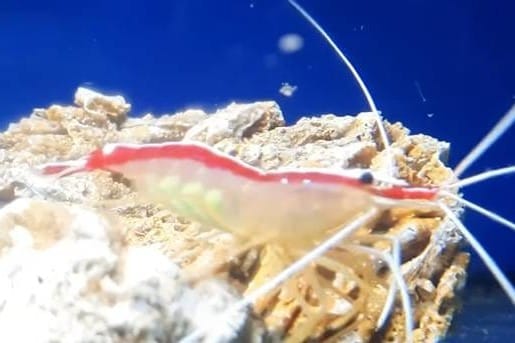 Ova marljiva čistačica hrabro ulazi u usta murini i kirnji bez da je pojedu!