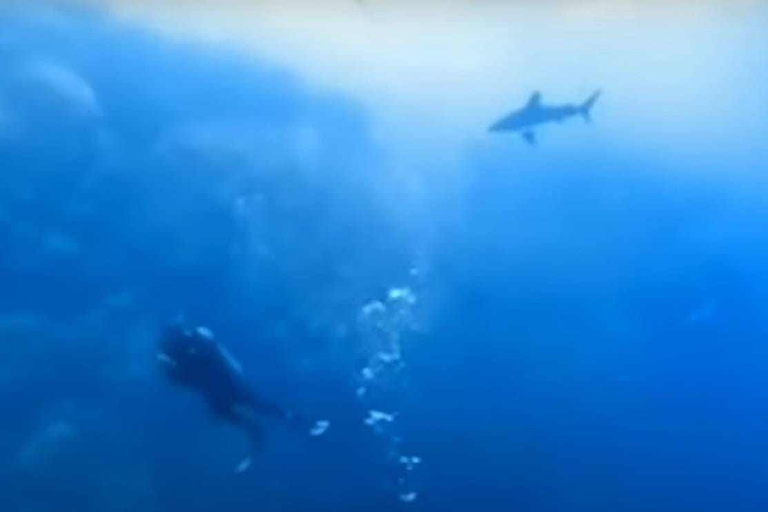 NOĆNA MORA Morski pas napao ronioca kod Egipta