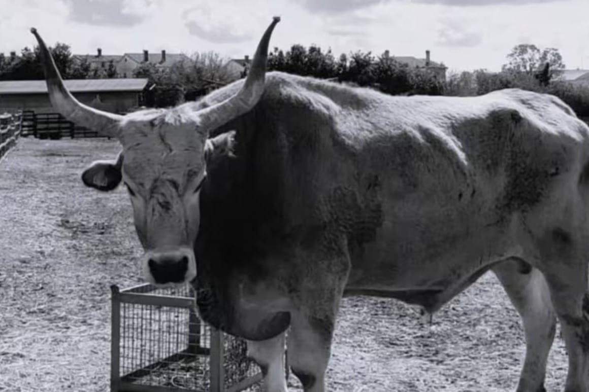 Uginuo je najstariji istarski boškarin