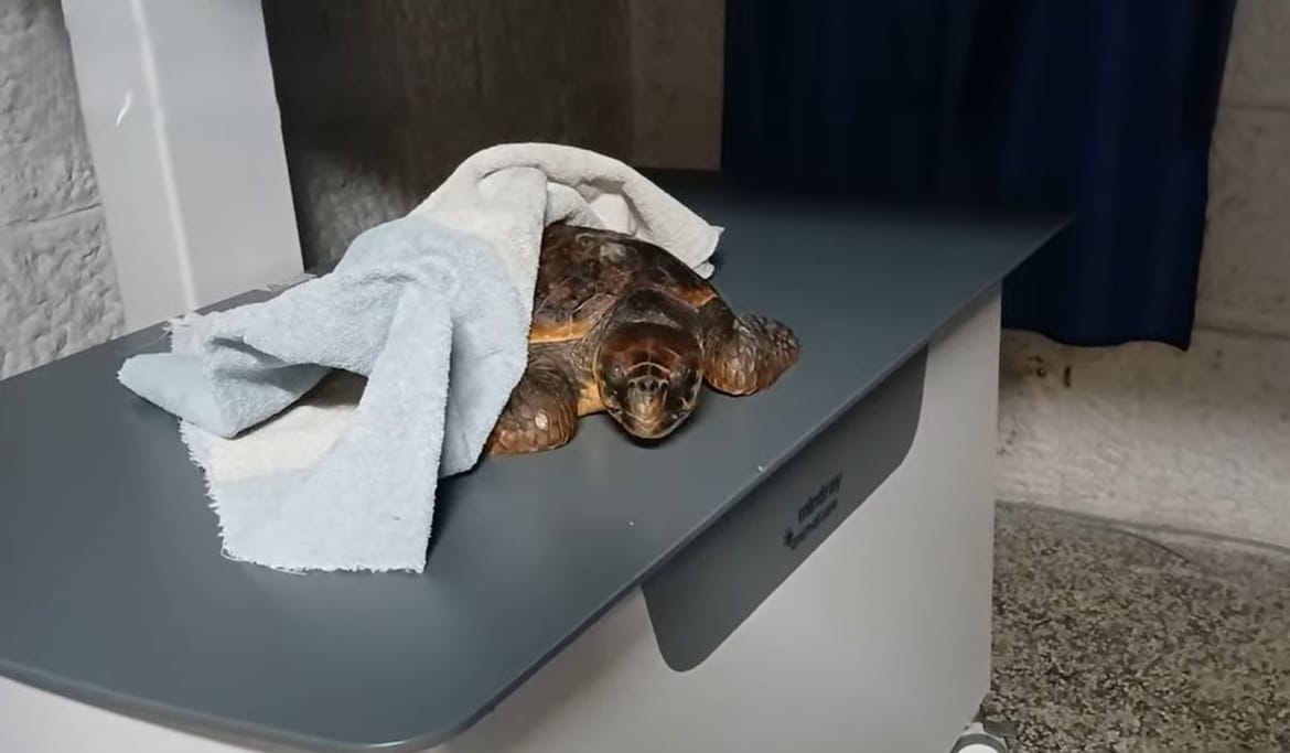 VIDEO U oporavilište pulskog akvarija stigla juvenilna glavata želva imena Lucky Lady