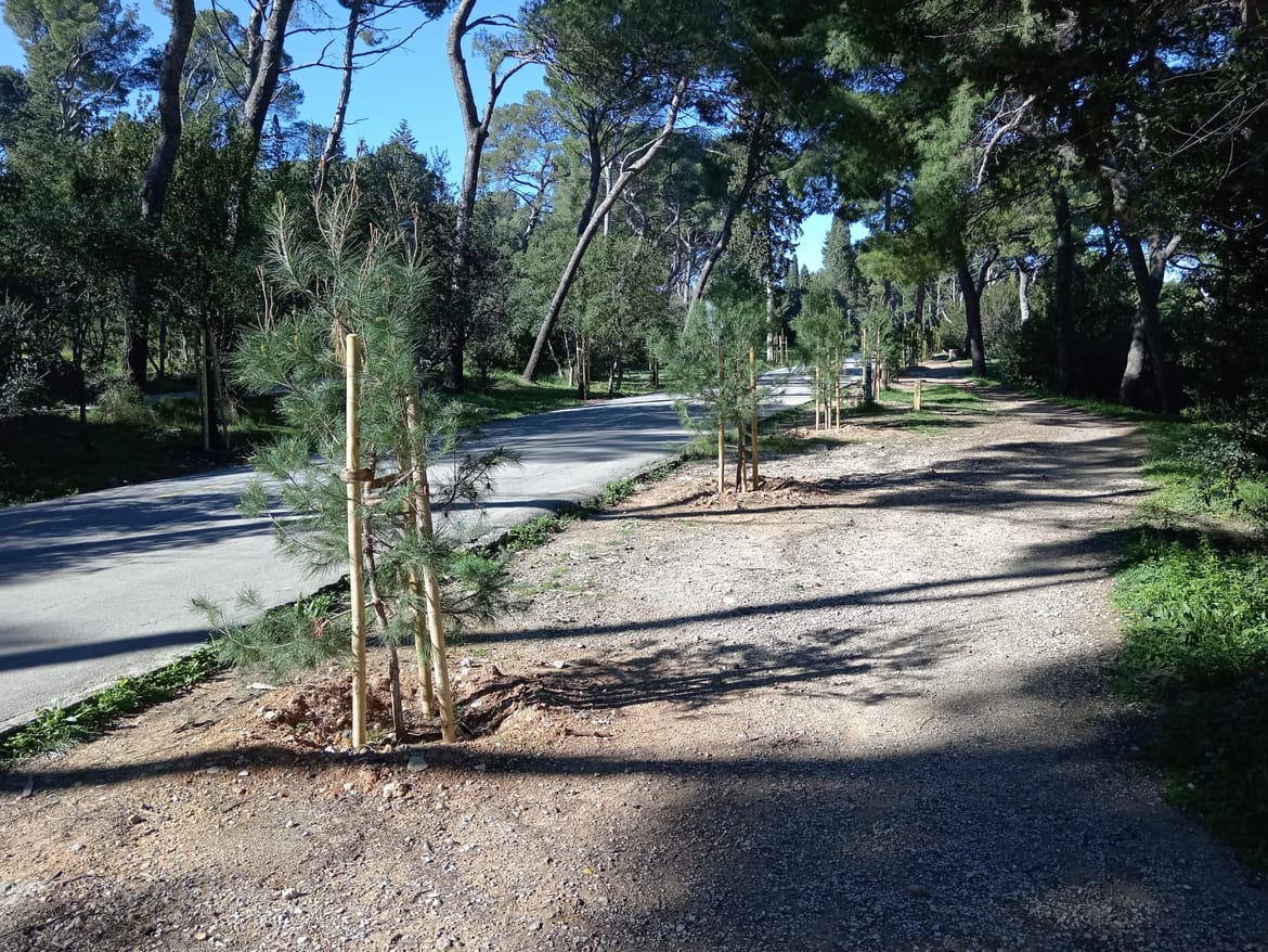 Na Marjanu nasred šetnice palo veliko stablo