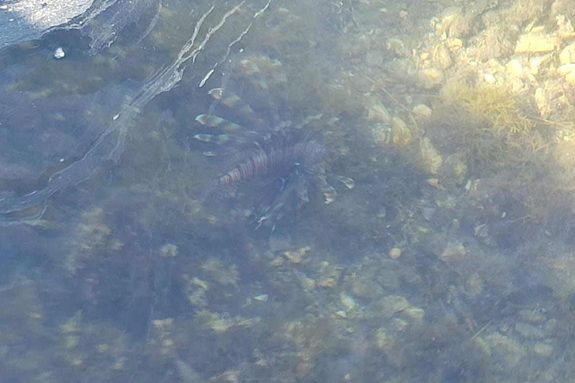 Invazivna riba lav uočena na Šolti