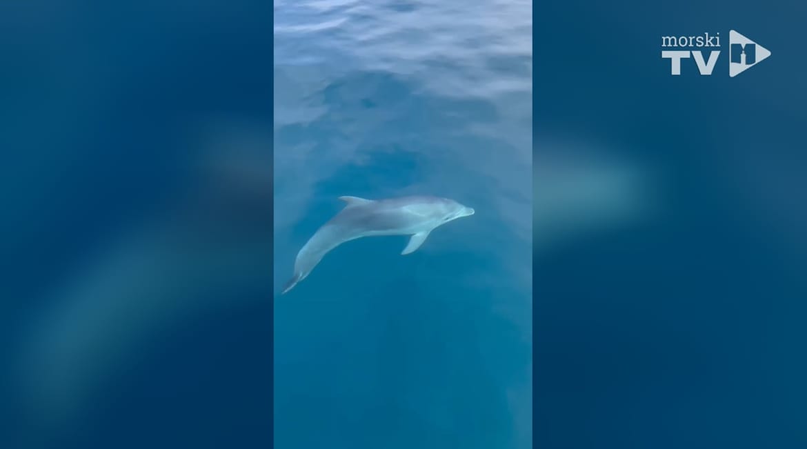 Toni s Ugljana snimio dupina kojeg je spasio prije 10 godina: "Tako mirno vas životinja gleda i prilazi da to nije uobičajeno!"