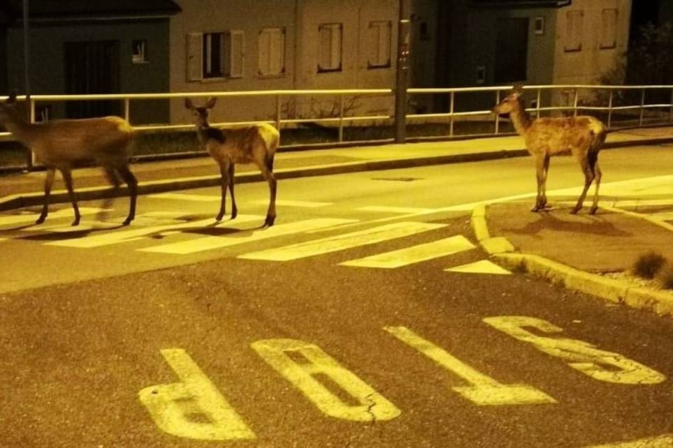 Pet naleta na srne u Istri u jednom danu