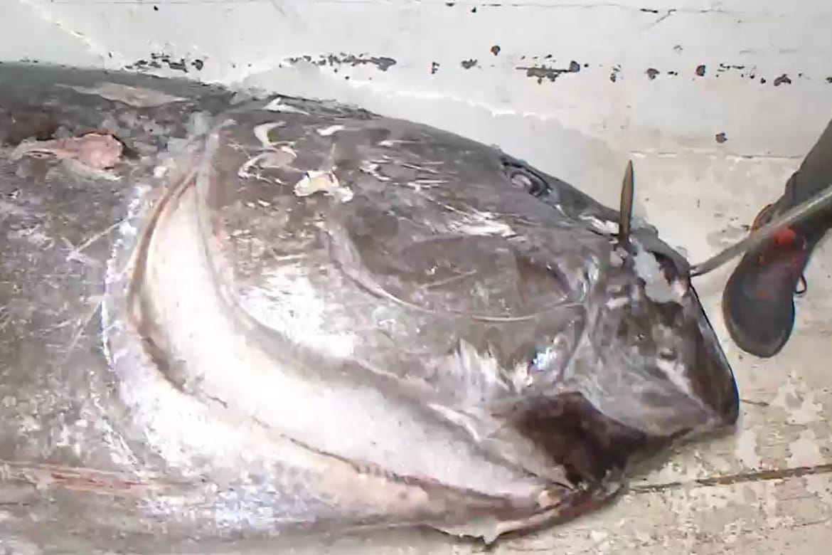 PREKO 300 KILOGRAMA U akvatoriju Dugog Otoka ulovljena jedna od najvećih tuna ikad zabilježenih u Dalmaciji