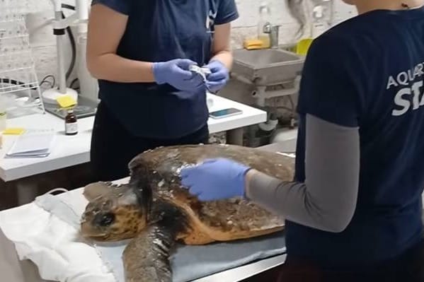 Slaba i pothranjena glavata želva pronađena u Salima na Dugom otoku - Queen je sada na sigurnom!