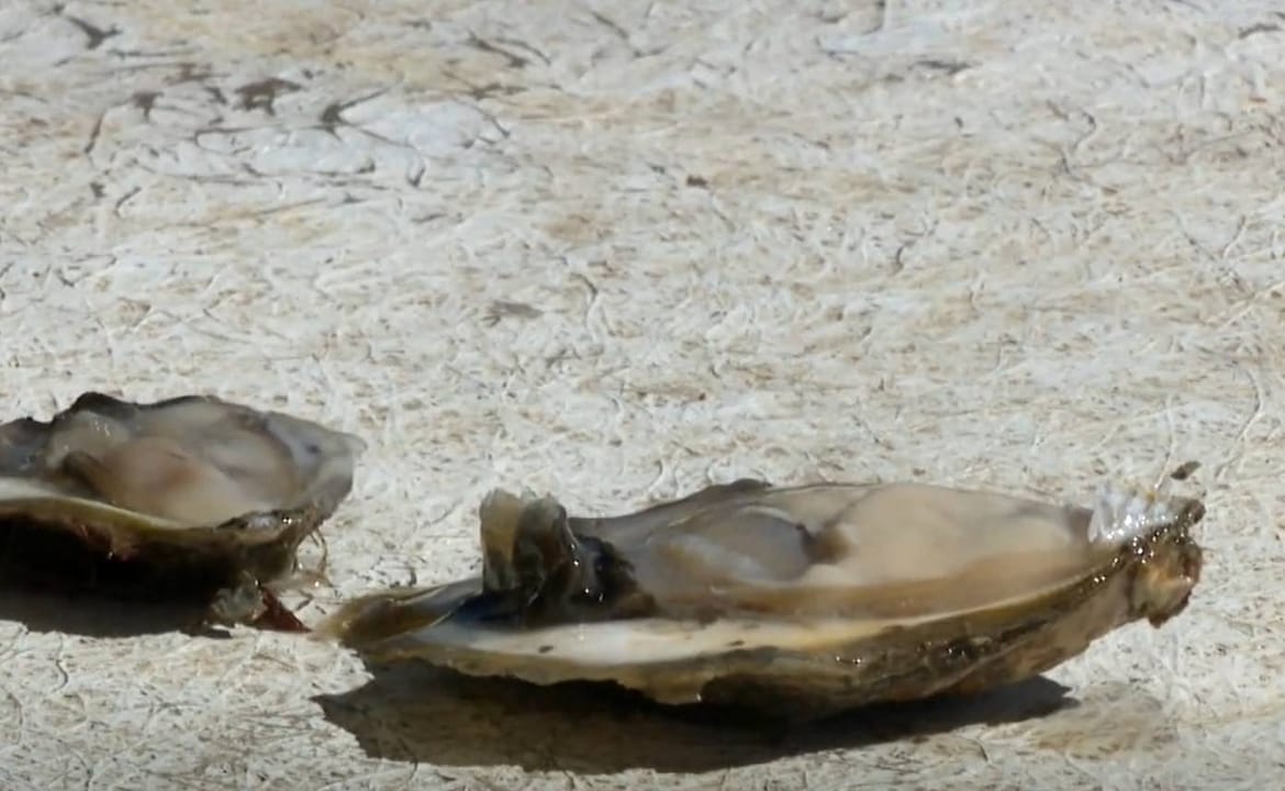 KAMENICE Izazovi uzgoja u Malostonskom zaljevu