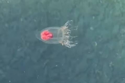 Stotine malih meduza prilaze obali