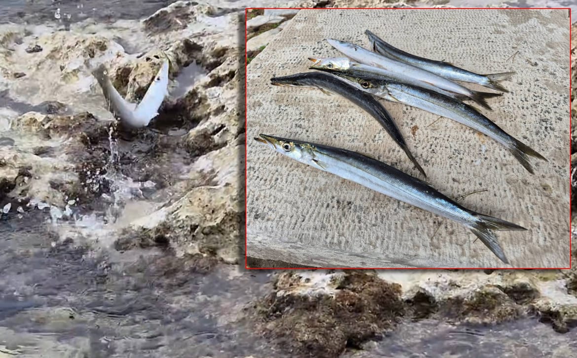 Stanovnici Silbe u čudu skupljali barakude koje same iskaču na obalu!