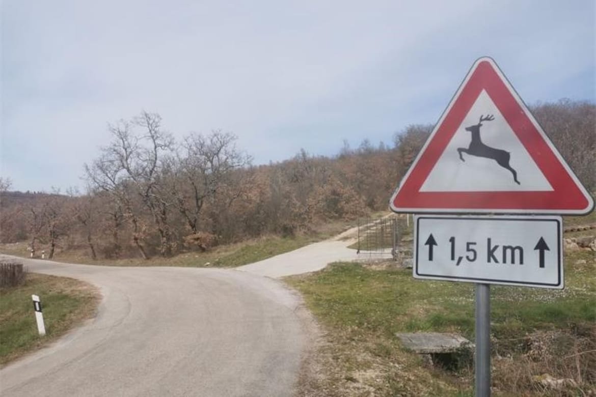 U jednom danu šest naleta na divljač - Istarska policija: "Vozači, pripazite na cesti!"