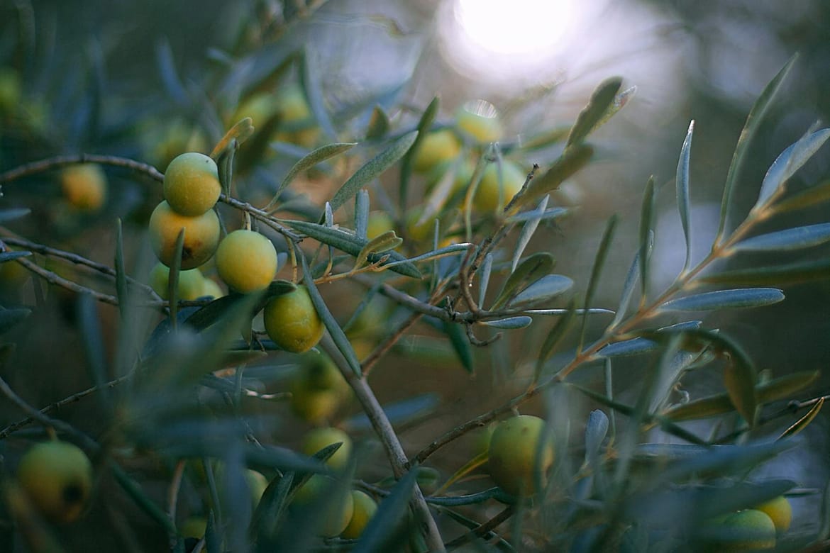 Općina Omišalj otočanima sufinancira sadnice