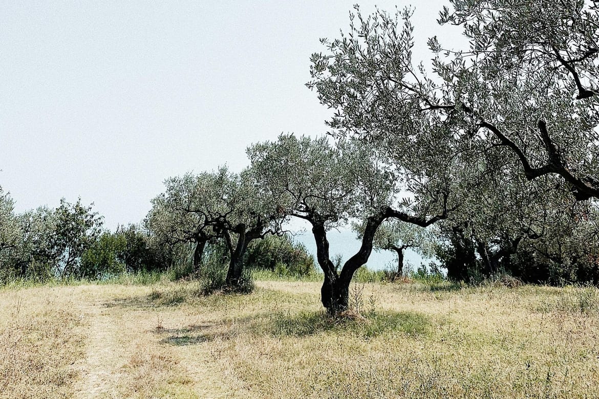 Radionica rezidbe maslina u Povljani
