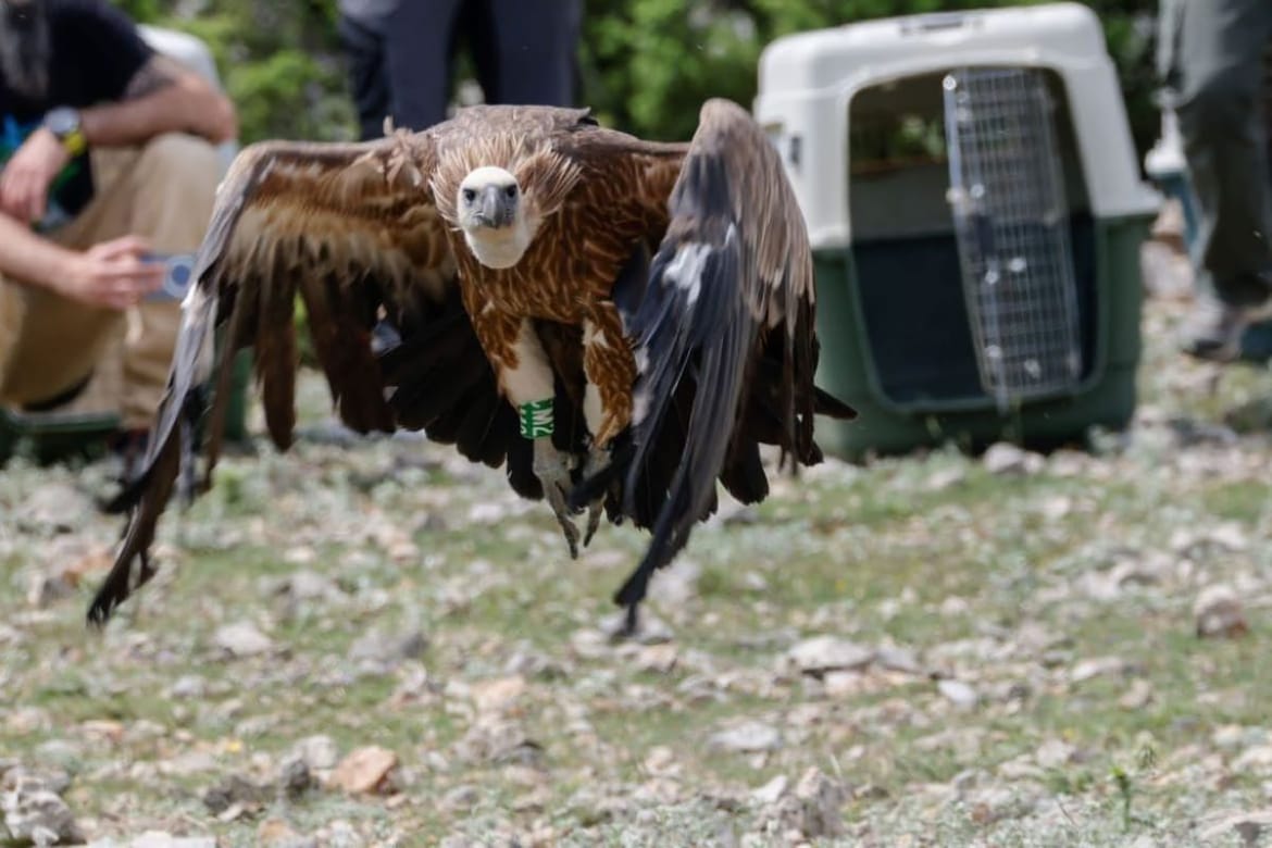 Ravnatelj Javne ustanove Priroda: "Danas je stanište bjeloglavih supova ograničeno na kvarnerske otoke"