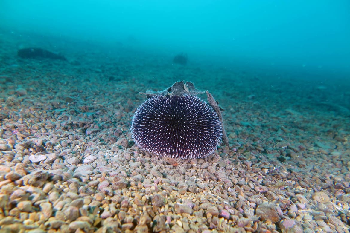 SRETNO MORE Akcija čišćenja podmorja u Zadru