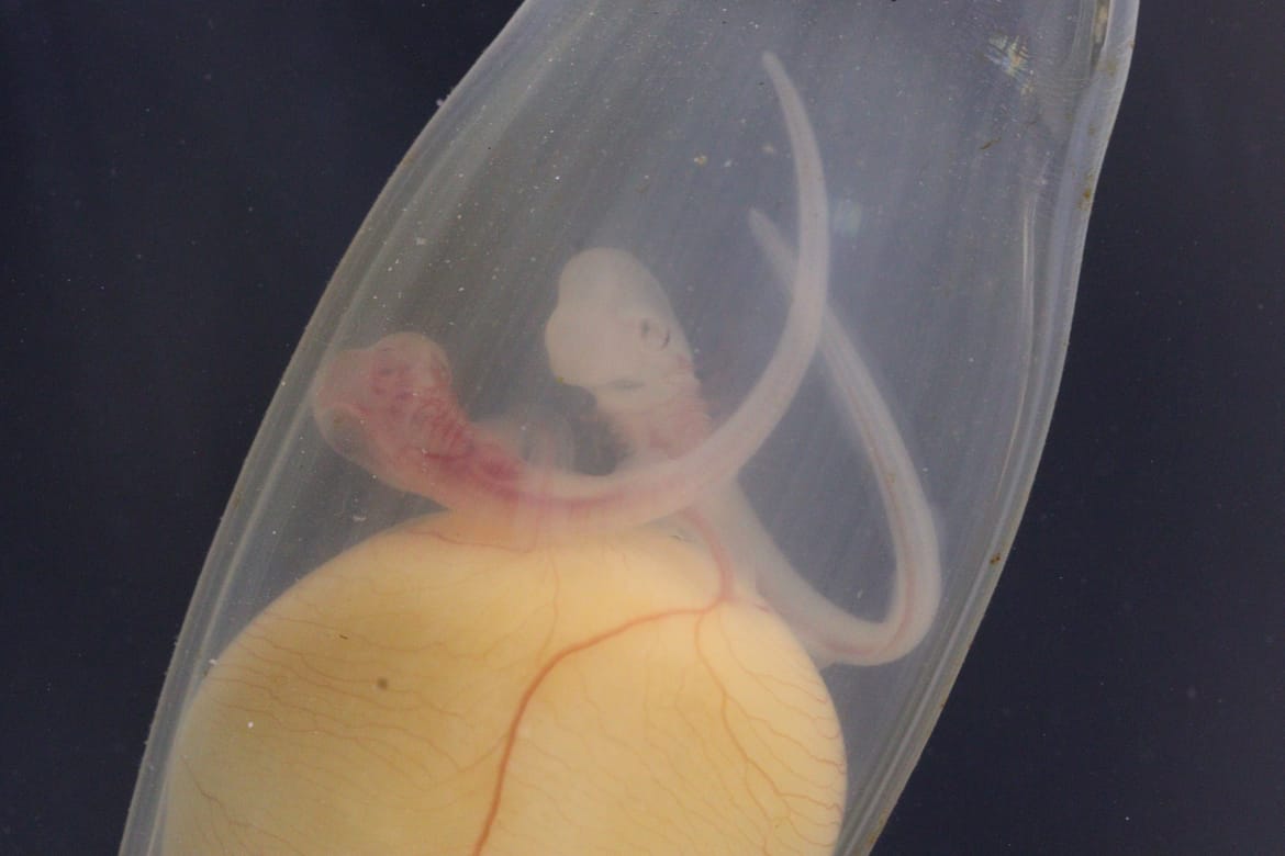 KRAJNJE RIJEDAK SLUČAJ Monozigotni blizanci morske mačke bljedice!