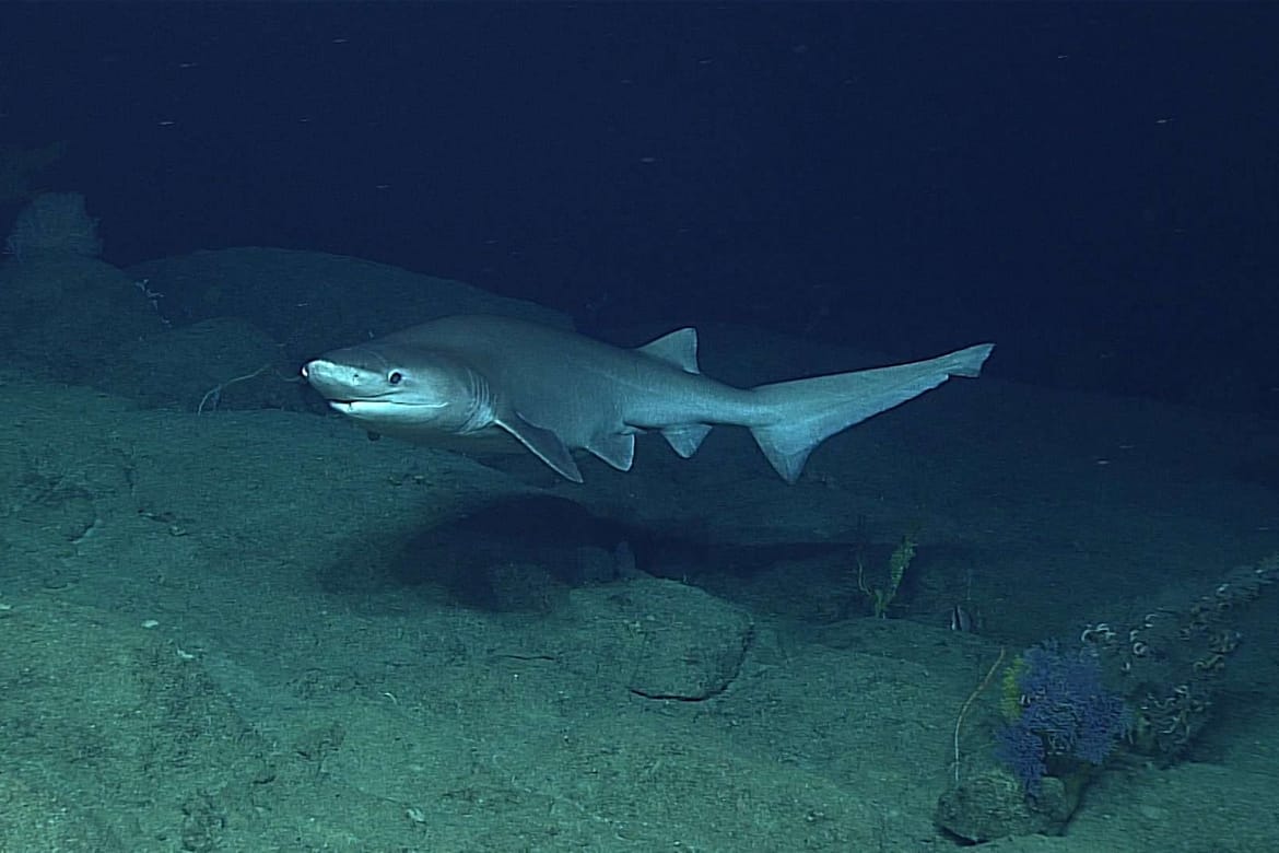 JEDAN OD VEĆIH U JADRANU Ovo je morski pas glavonja i snimljen je na 900 metara dubine