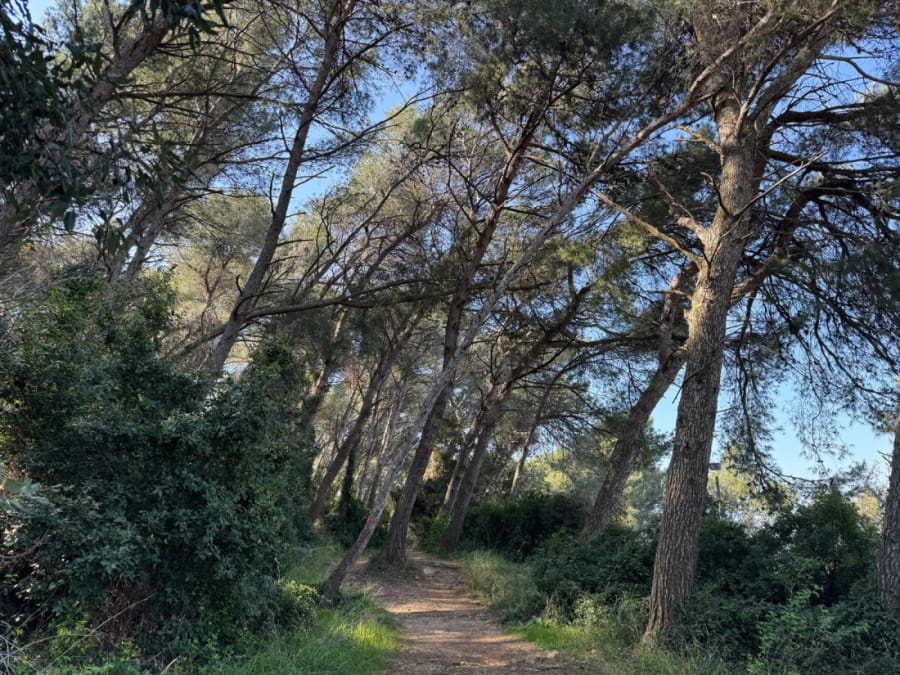 Čisti se šuma na pulskim Valkanama