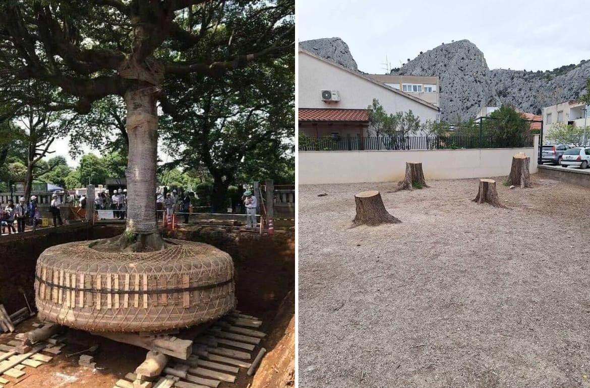 CIVILIZACIJSKO DNO Dok u Japanu stabla pri gradnji premještaju, u Dalmaciji se samo sječe: "Posici diko, jer triba ziđat!"