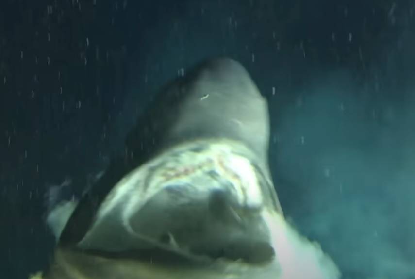 Spustili se na dno Tihog oceana i ostali šokirani: "Ova drevna vrsta prethodi većini dinosaura!"