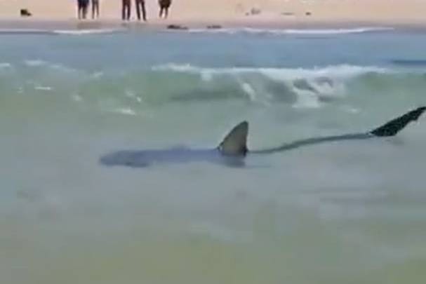 NAPAD MORSKOG PSA: "Ljudi su s obale mogli samo gledati kako ga povlači dolje!"