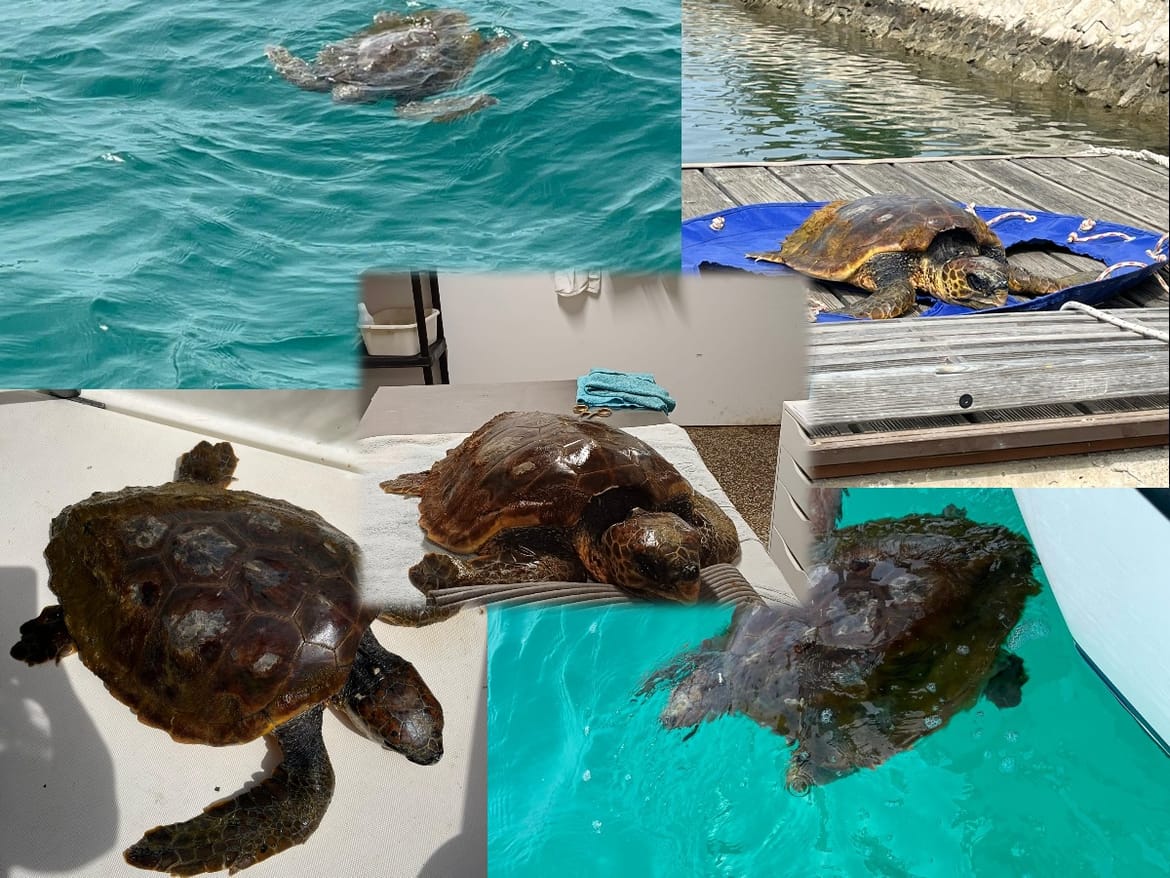 Lia, glavata želva koja je u oporavilište stigla u ponedjeljak, nije preživjela