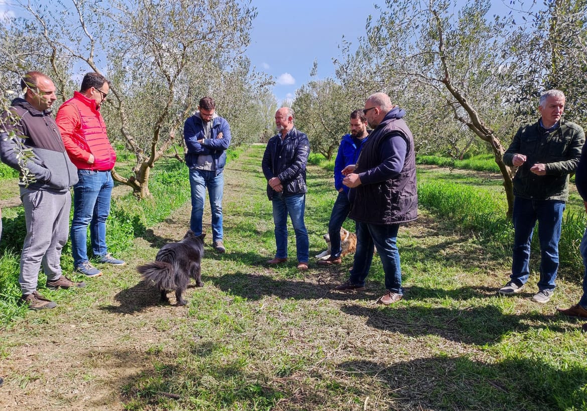 ZAMJENA PESTICIDA Novi pripravci još uvijek ne mogu potpuno nadomjestiti bakar u maslinicima