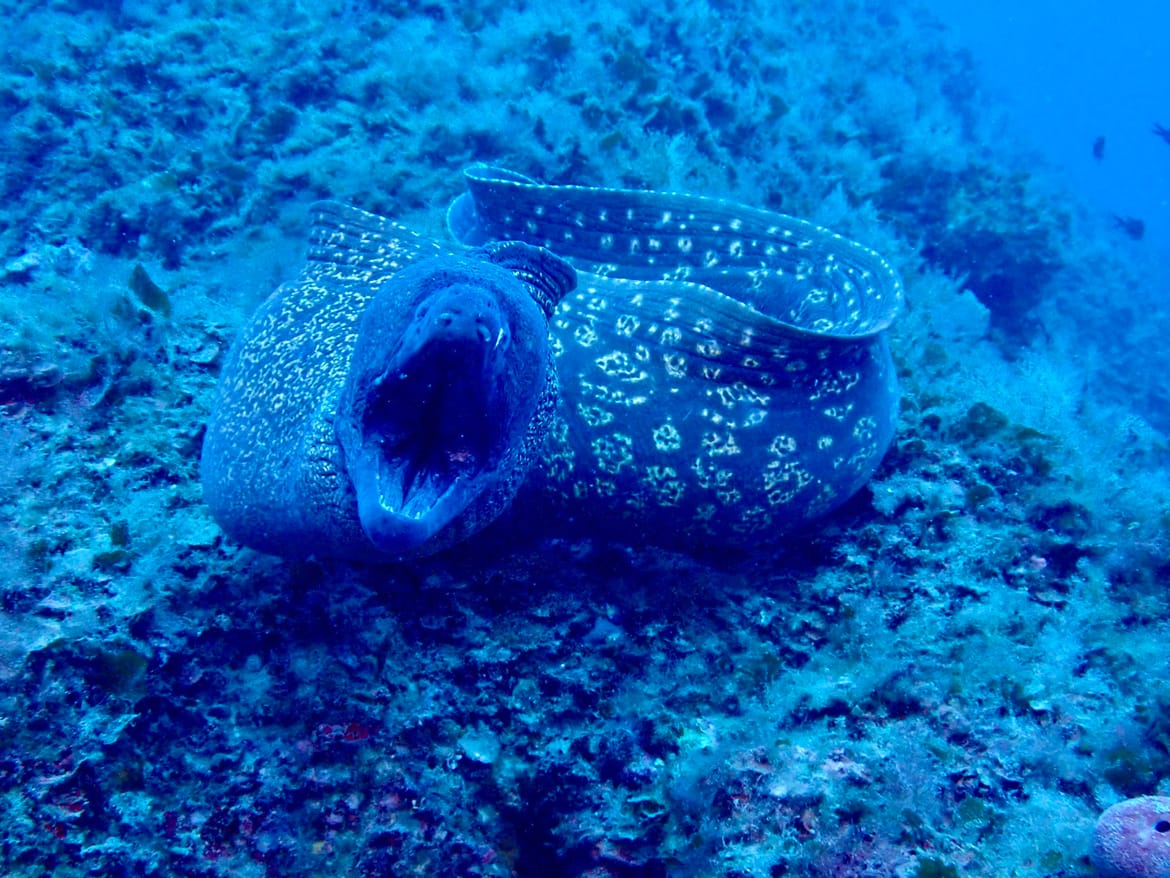 VIDEO Vrijedna akcija čišćenja podmorja oko otoka Premude: "Izgubljeni i odbačeni ribolovni alati ugrožavaju ovu oazu života!"
