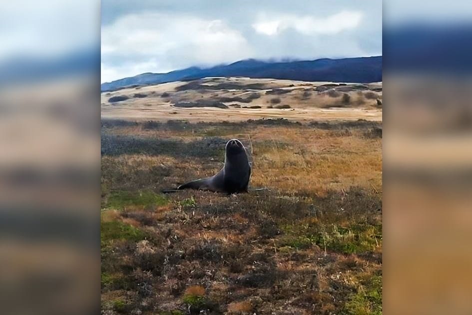 ODMETNIK NA SUHOM  Morski lav snimljen desecima kilometara od mora u Čileu - pogledajte video!