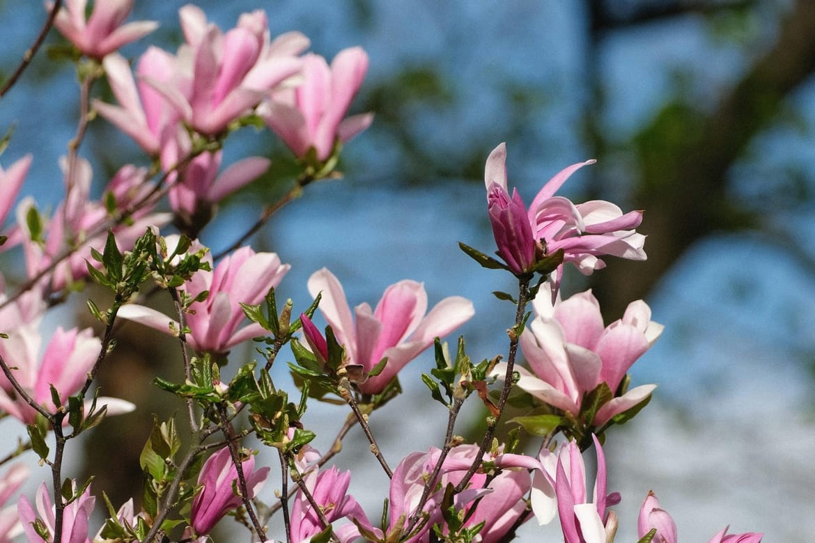 Travanj je bio iznadprosječno topao i vrlo promjenjiv, a Zoran Vakula otkriva i što nas čeka u svibnju!