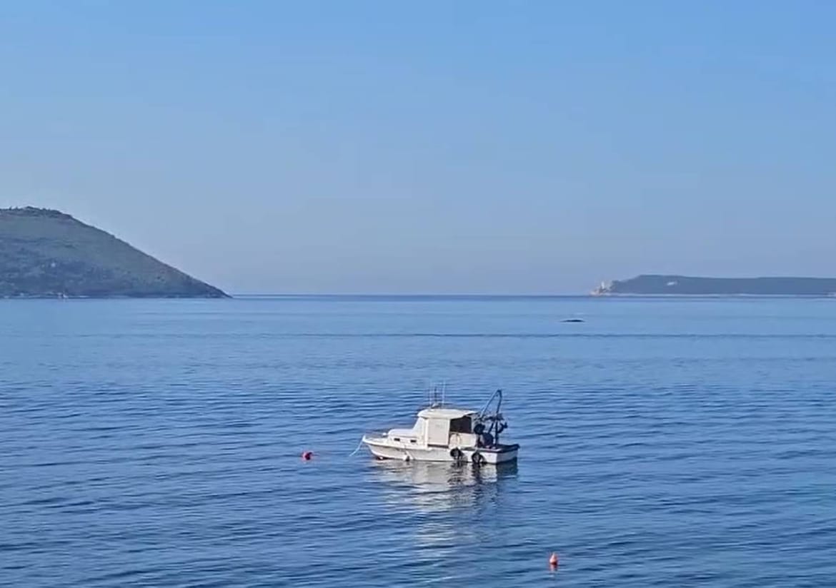 Nakon velike bijele psine u Jadranu snimljen i kit