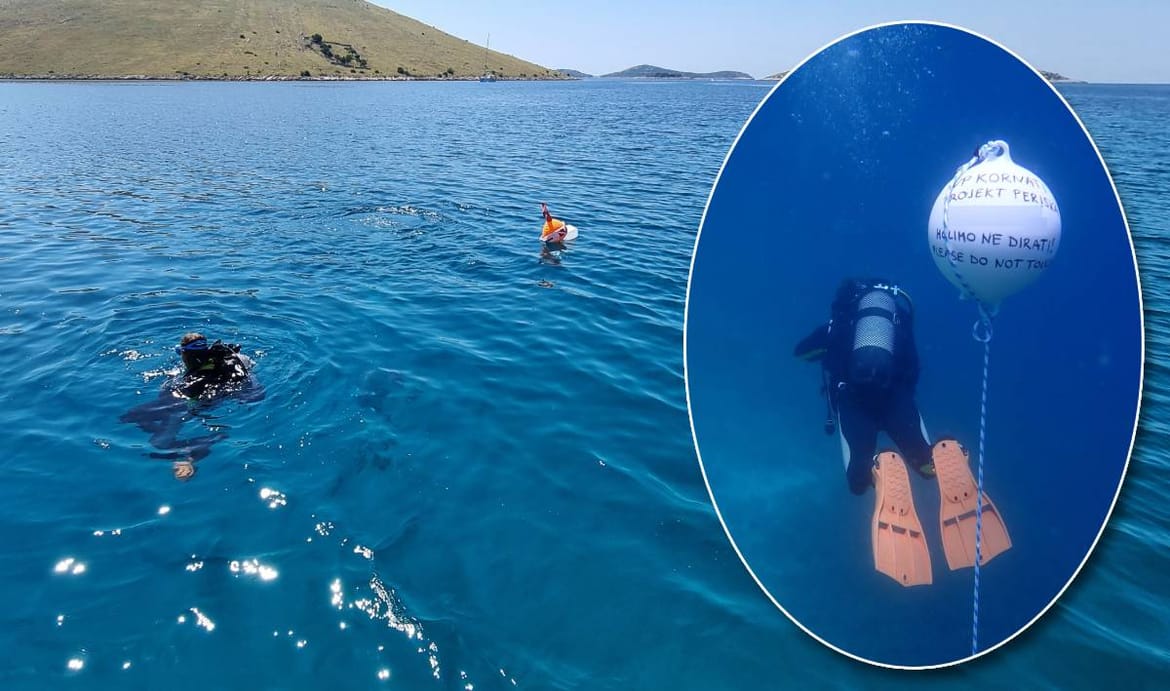 U NP Kornati postavljeni kolektori za prikupljanje mlađi plemenite periske (Pinna nobilis)