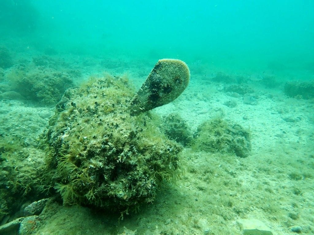 MARINSKI ZALJEV Krenula potraga za plemenitom periskom