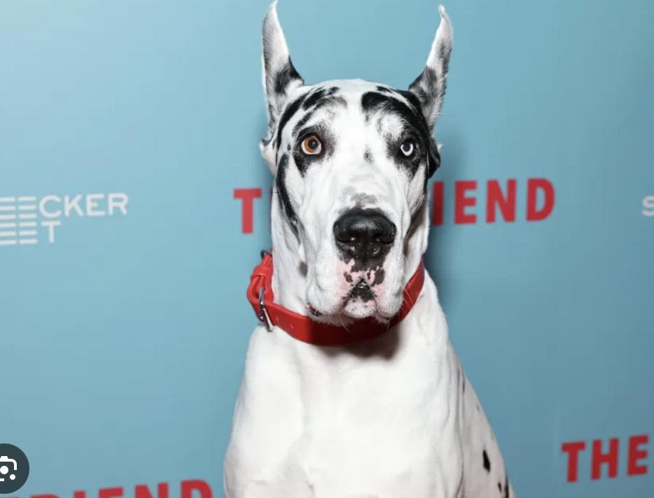 Doge na crvenom tepihu filmskog festivala u Šibeniku