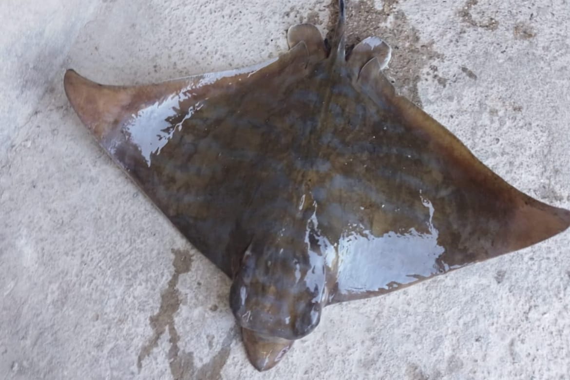 Golub ćukan ulovljen u Neretvi - što morski organizmi rade u rijeci?