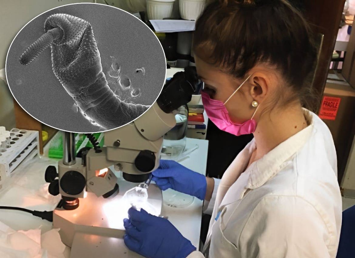 Znanstvenice s Ruđera prve u svijetu otkrile rijetkog nametnika iz ribe koji može pomoći u borbi protiv zagađenja toksičnim metalima!