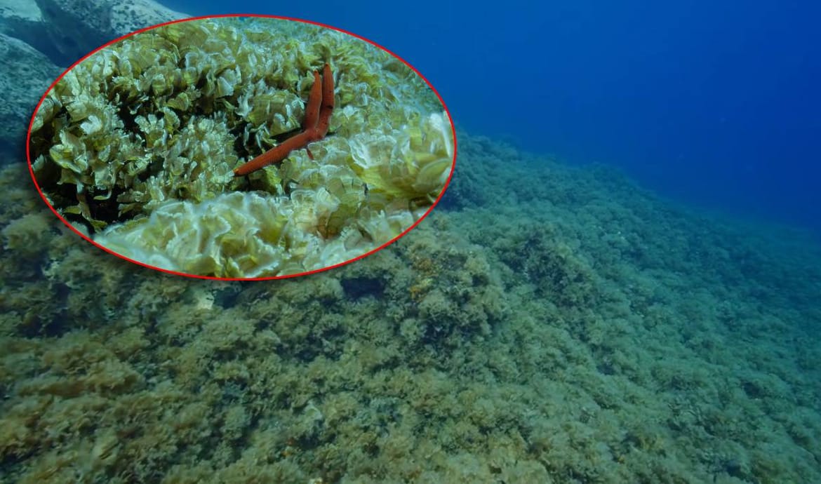 Institut za oceanografiju: "Kolaps biološke raznolikosti podmorja kod Komiže - Nemoćni smo!"