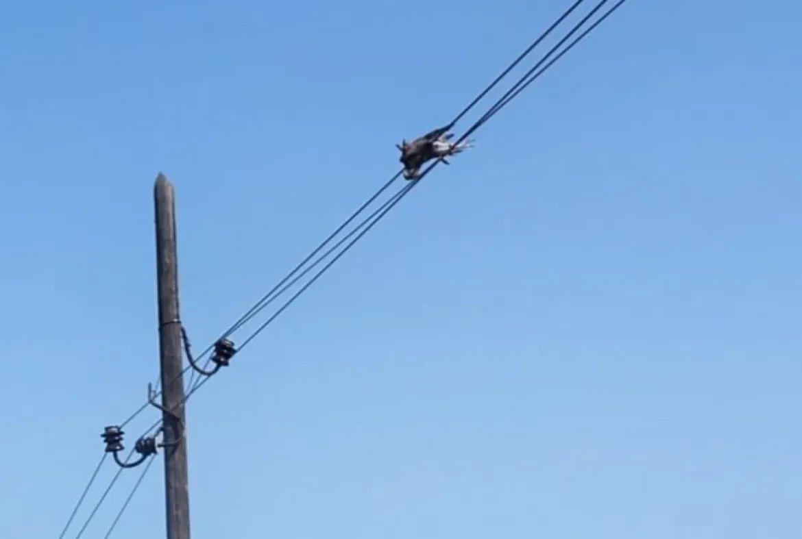 Otkriven neobičan uzrok požara na Mljetu! Pod kontrolom i ovaj i požar kod Šibenika