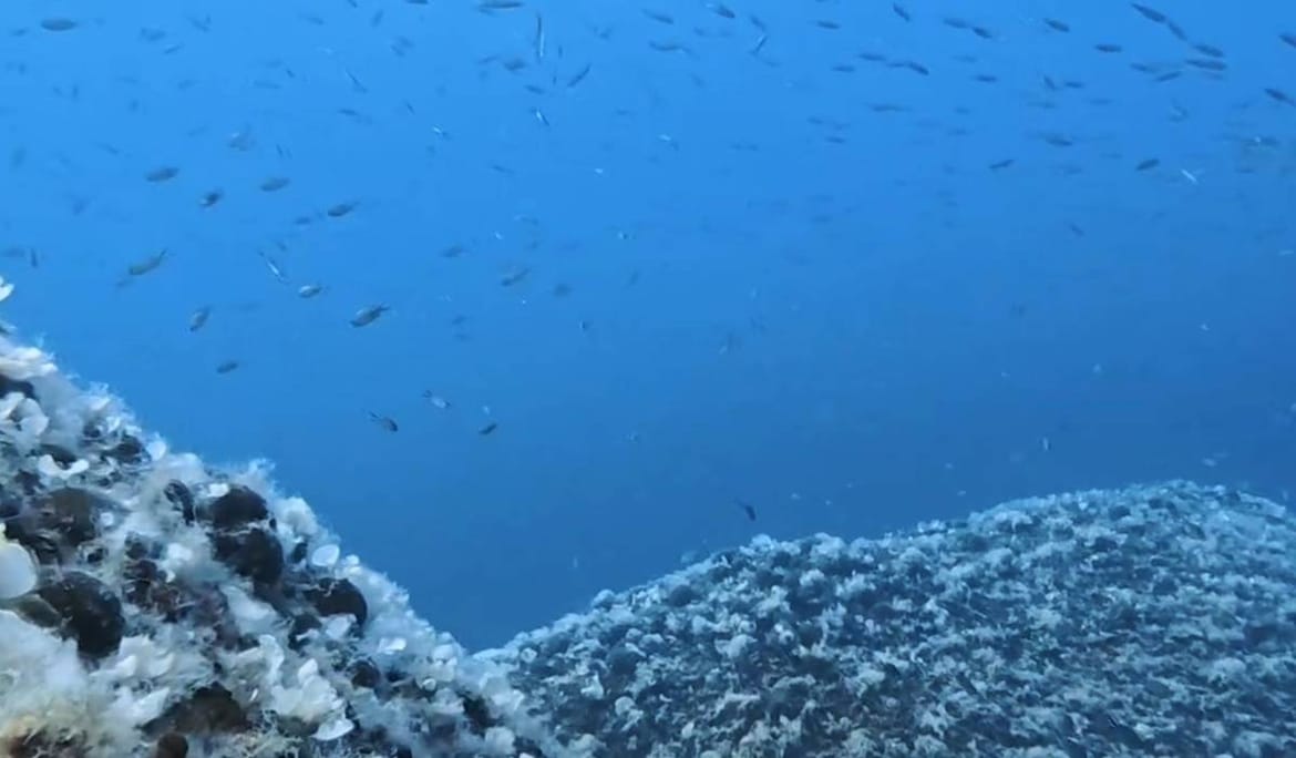 VIDEO Podmorski ribolovac snimio trenutak eksplozije dinamita u moru: "Samo je pitanje vremena kad će dignut nekog od nas!"