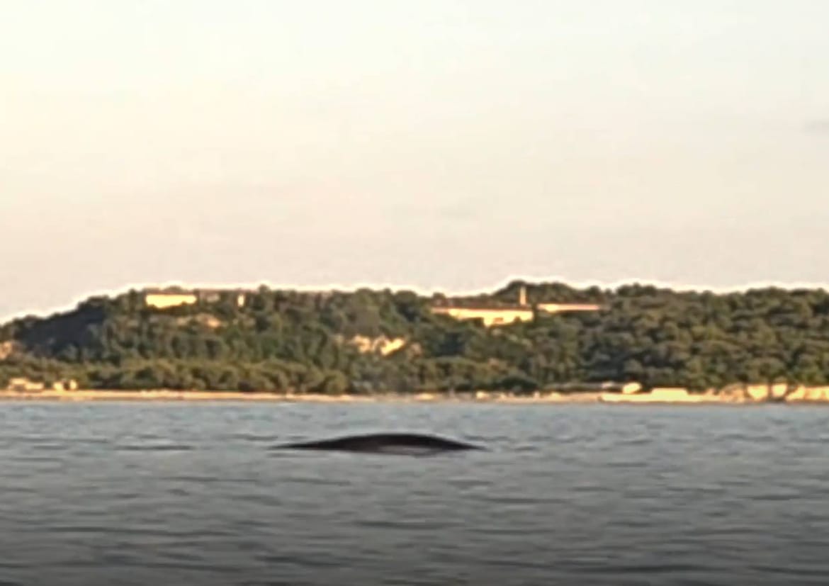 KIT KOD PULSKOG LUKOBRANA Puležane dočekao spektakularan prizor: "Nemojte mu se približavati!"