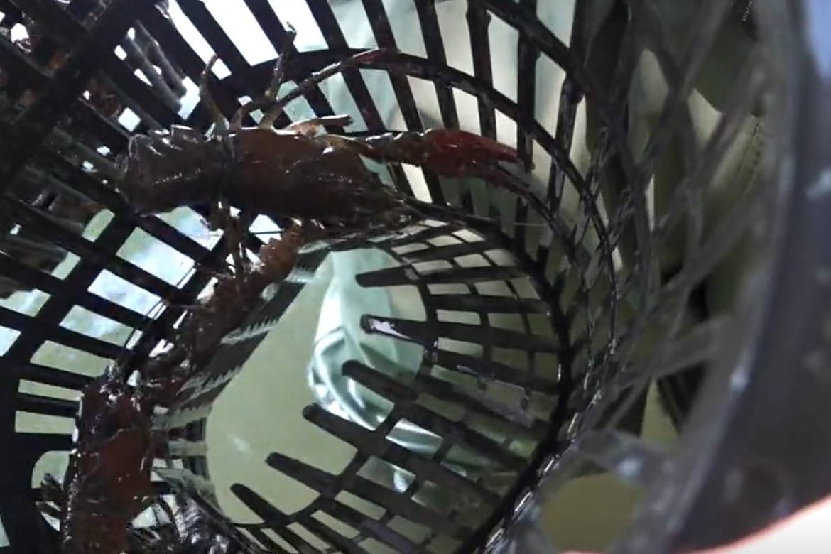 INVAZIVNA VRSTA Signalni rak prijeti ekosustavu: "Ni rijeke nisu pošteđene promjena"