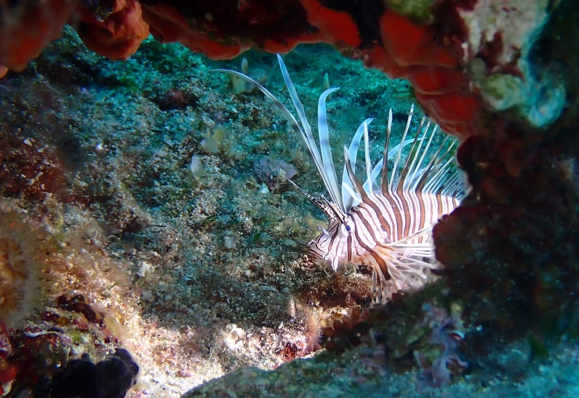 VIDEO Otrovna vatrenjača naselila i Nacionalni park Kornati!
