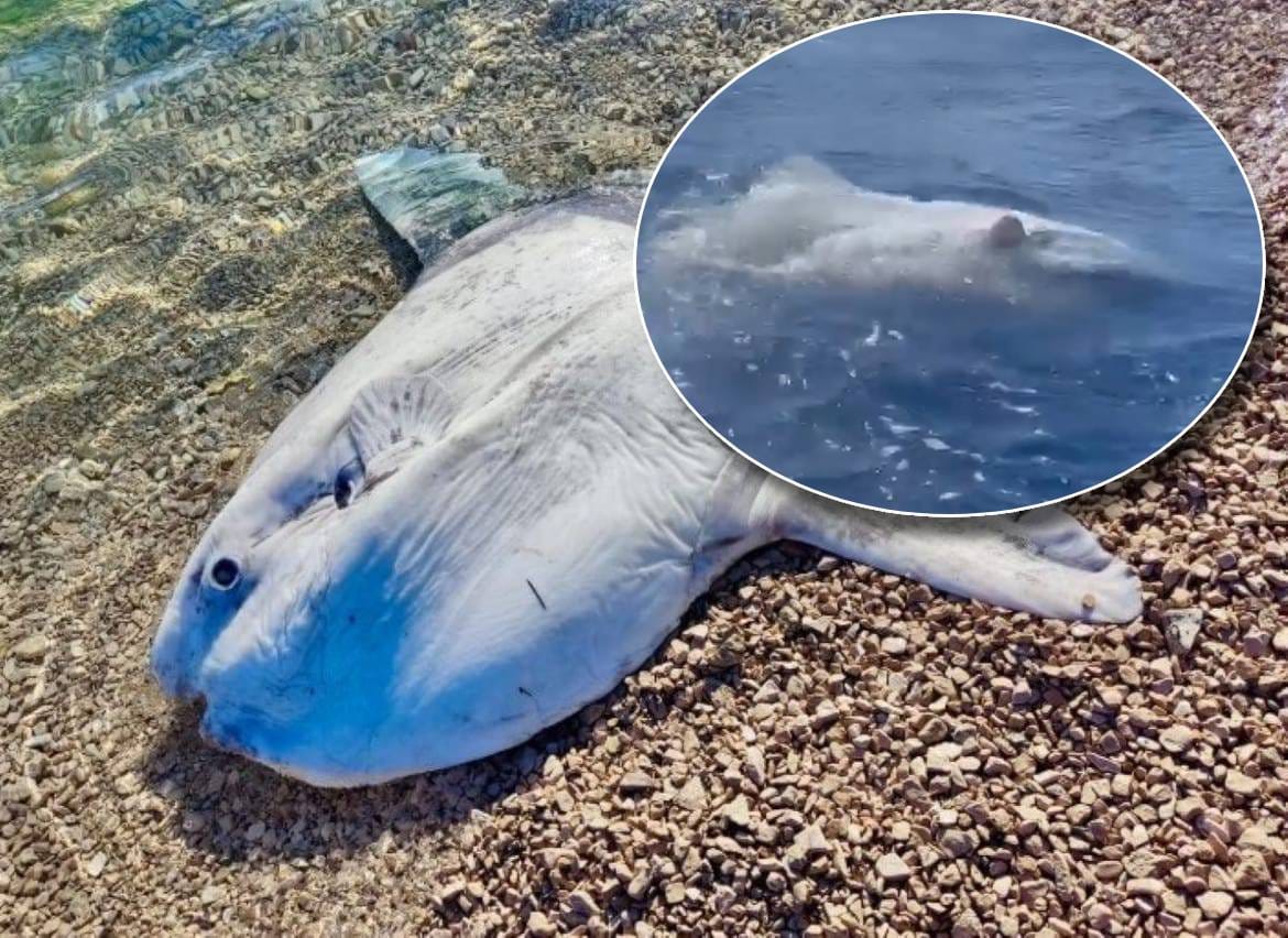 VIDEO More na Jadriju izbacilo neobičnog diva, jedan primjerak snimljen na Visu! Evo o čemu se radi